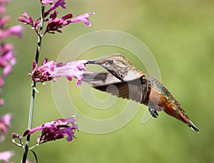 Hummingbird with pentstemon