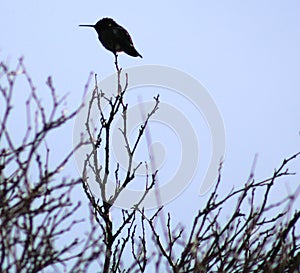 A hummingbird perched on a bare tree top in Prescott Valley, Arizona photo