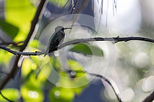 A hummingbird is perched on a branch in a tree