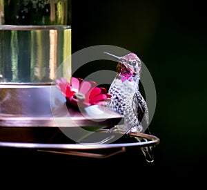 Hummingbird perched on hummingbird feeder showing red gorget