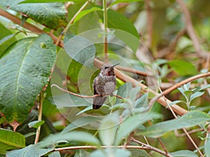 Hummingbird perched on a limb in a butterfly plant