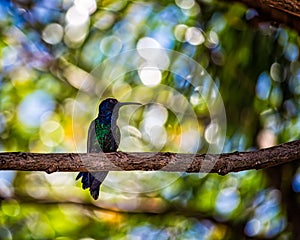 Hummingbird perched on tree branch