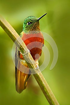 Hummingbird from Peru. Orange and green bird in the forest. Hummingbird Chestnut-breasted Coronet, in the forest. Beautiful photo