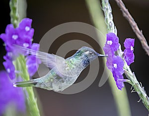 A hummingbird in the Peruvian Amazon
