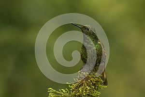 Buff tailed coronet