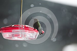 Hummingbird on plastic bird feeder with red top