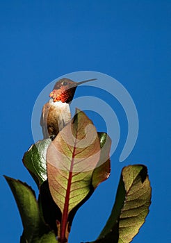 Hummingbird Poised and Blending In