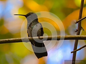 Pensive hummingbird photo