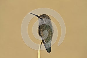 Hummingbird portrait with surrounding copy space
