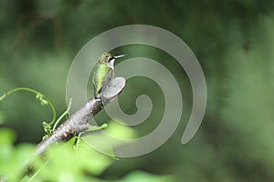 Colibrí en. norte 