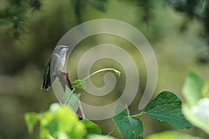Hummingbird in Quebec. Canada, north America. photo