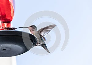 Hummingbird at a red bird feeder