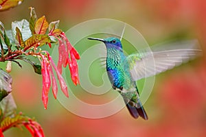 Hummingbird with red bloom forest habitat. Green Violet-ear, Colibri thalassinus, green hummingbird flying in the nature tropic w