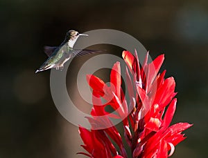 Hummingbird and Red Cana