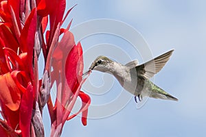 Hummingbird on a red flower
