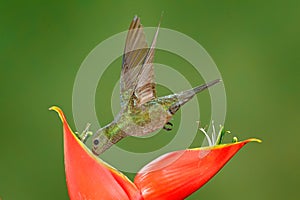 Hummingbird with red flower. Birds in flight next to beautiful bloom, Costa Rica. Action wildlife scene from nature. Green-crowned