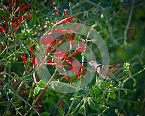 Hummingbird red flower flying