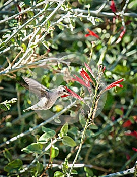 Hummingbird red flower flying