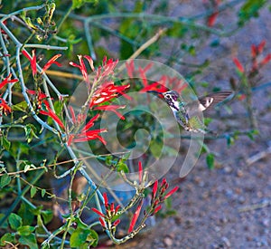 Hummingbird red flower flying