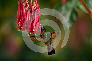 Hummingbird with red flower, forest. Costa Rica wildlife. Talamanca hummingbird, Eugenes spectabilis, flying next to beautiful