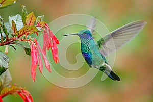 Hummingbird with red flower. Green and blue hummingbird Sparkling Violetear flying next to beautiful red bloom. Wildlife scene fr photo