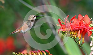 Hummingbird and red flowers