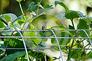 Hummingbird Resting Atop Bean Vine Arbor Head skew