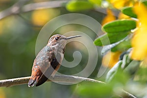 Hummingbird resting on a branch