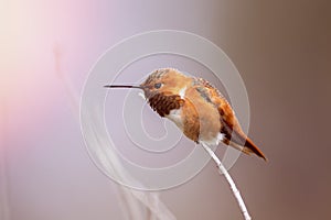 Hummingbird resting on a branch photo