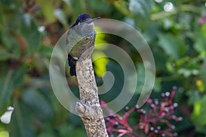 Hummingbird resting on a branch in the rainforest, San Gerardo de Dota