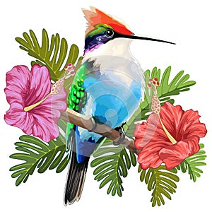 Hummingbird resting and Hibiscuses Watercolor Style Vector illustration isolated on white