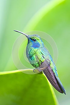 The hummingbird resting on a leaf