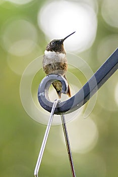 Hummingbird Resting On A Metal Perch