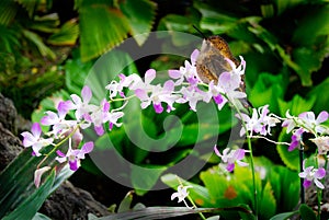 Hummingbird Rests on Orchid Flowers