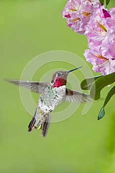 Hummingbird and Rhododendrons