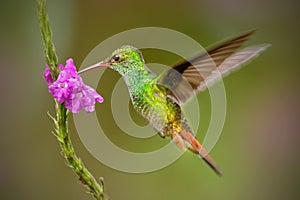 Hummingbird Rufous-tailed Hummingbird, Amazilia tzacat. Hummingbird with clear green background in Colombia. Humminbird in the nat