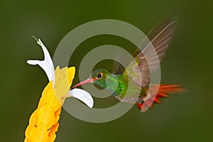 Hummingbird Rufous-tailed Hummingbird. Hummingbird with clear green background in Ecuador. Hummingbird in the nature habitat.