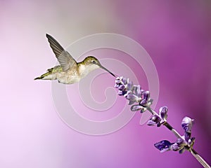 Hummingbird And Salvia