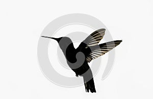 Hummingbird silhouette on an isolated background