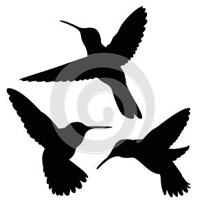 Hummingbird silhouette set photo