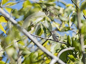 Hummingbird sitting on a branch