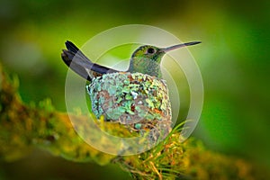 Hummingbird sitting on the eggs in the nest, Trinidad and Tobago. Copper-rumped Hummingbird, Amazilia tobaci, on the tree, wildlif