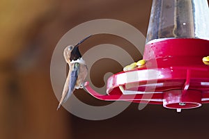 Hummingbird sitting on the feeder British Columbia, Canada