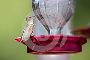 Hummingbird sitting on feeder in summer