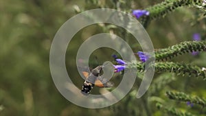 A hummingbird is sitting on a purple flower