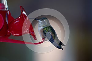 Hummingbird sitting on a red feeder