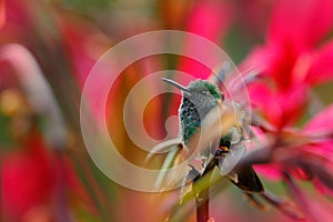 Hummingbird sitting in red flower with green bloom background, Tandayapa, Ecuador. Exotic tropic bird with red flower bloom.