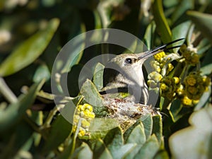 Hummingbird sitting in small nests