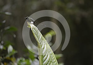 The hummingbird sitting on the tree.