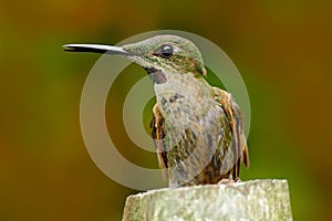 Hummingbird sitting on the tree trunk. Detail portrait of hummingbird. Fawn-breasted Brilliant, Heliodoxa rubinoides, from Ecuador